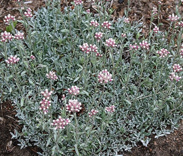 Pack x6 Antennaria Rosea 'Pussytoes' Perennial Garden Plug Plants