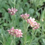 Pack x6 Antennaria Rosea 'Pussytoes' Perennial Garden Plug Plants