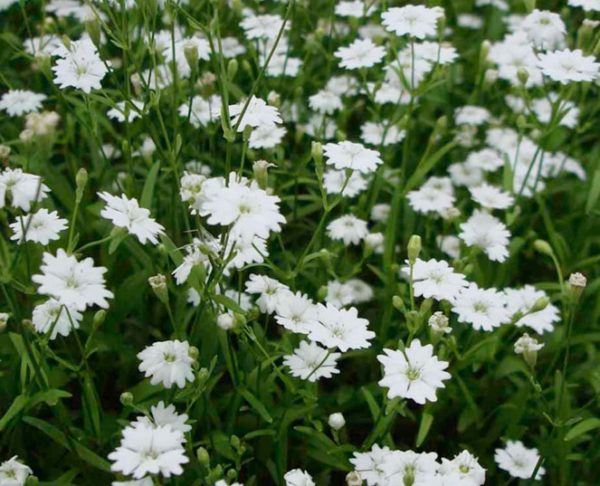 Pack x6 Silene 'Starry Dreams' Perennial Plug Plants