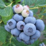 Vaccinium Blueberry 'Duke' XXL Supersize Fruit Bush Plug Plants Pack x3