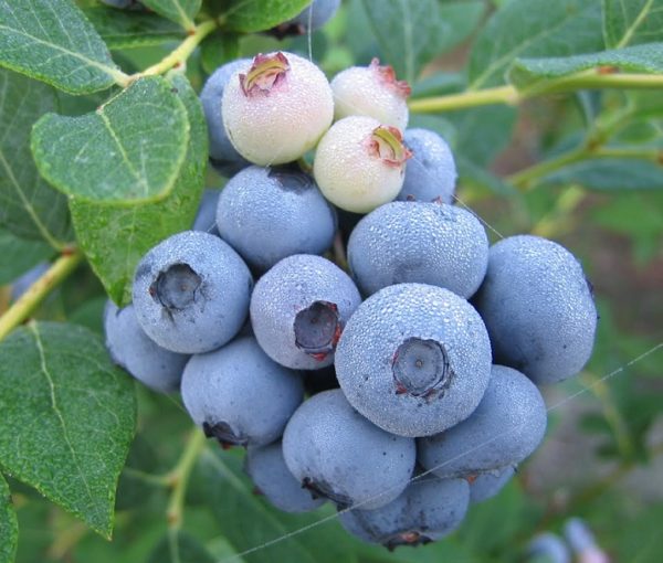 Vaccinium Blueberry 'Duke' XXL Supersize Fruit Bush Plug Plants Pack x3