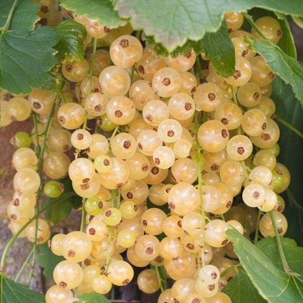 Ribes Rubrum Whitecurrant 'White Versailles' XXL Supersize Plug Plants Pack x3