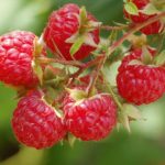 Pack x3 Rubus Idaeus Early Raspberry 'Cascade Delight' LARGE Plug Plants