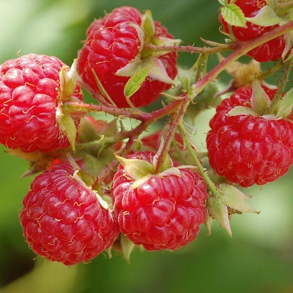 Pack x3 Rubus Idaeus Early Raspberry 'Cascade Delight' LARGE Plug Plants