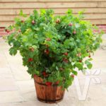 Pack x3 Rubus Idaeus DWARF Raspberry 'Ruby Beauty' LARGE Plug Plants