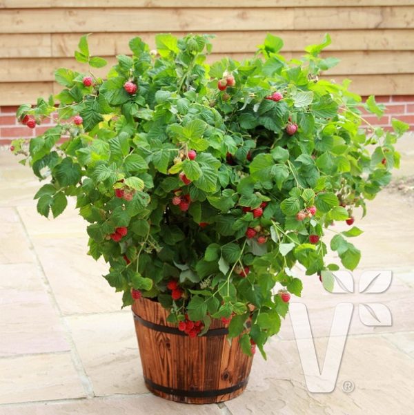Pack x3 Rubus Idaeus DWARF Raspberry 'Ruby Beauty' LARGE Plug Plants