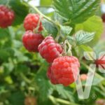 Pack x3 Rubus Idaeus DWARF Raspberry 'Ruby Beauty' LARGE Plug Plants