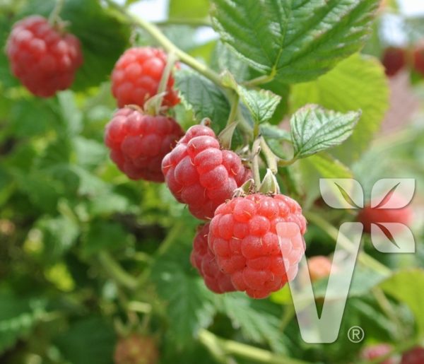 Pack x3 Rubus Idaeus DWARF Raspberry 'Ruby Beauty' LARGE Plug Plants