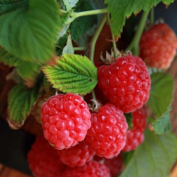 Pack x3 Rubus Idaeus DWARF Raspberry 'Ruby Beauty' LARGE Plug Plants