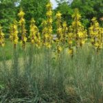 Asphodeline Lutea (King's Spear) Perennial XXL Supersize Plug Plants Pack x3