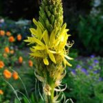 Asphodeline Lutea (King's Spear) Perennial XXL Supersize Plug Plants Pack x3