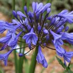 Pack x3 Dwarf Agapanthus 'Tom Thumb' Perennial XXL Supersize Plug Plants