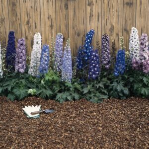 Delphinium Magic Fountains Mix Perennial Garden Plug Plants Pack X6