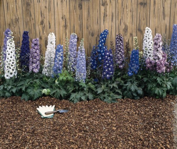 Delphinium Magic Fountains Mix Perennial Garden Plug Plants Pack X6