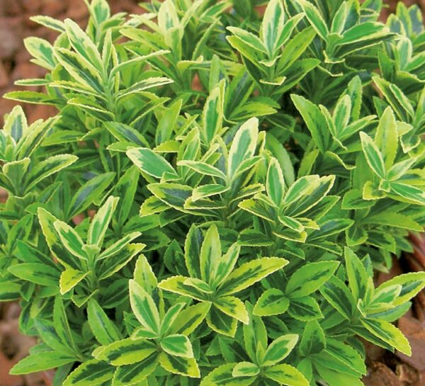 Euonymus Fortunei Aureum Evergreen Shrub (Large) Plug Plants Pack x6
