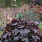 Heuchera 'Palace Purple' Perennial Garden Plug Plants Pack x6