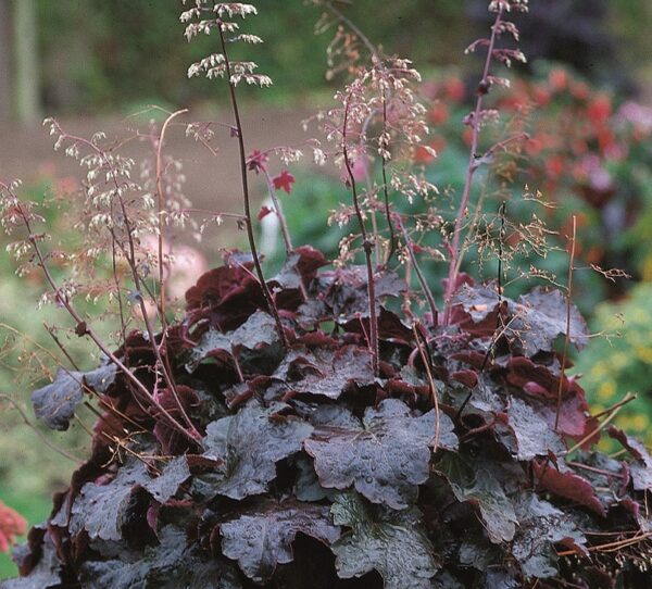 Heuchera 'Palace Purple' Perennial Garden XXL Supersize Plug Plants Pack x3
