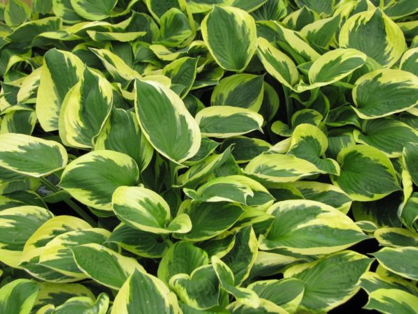 Pack x6 Hosta 'Twilight' Perennial Garden Plug Plants 'Large Plugs'