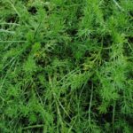 Pack x6 Chamomile Lawn 'Chamaemelum Nobile' Perennial Plug Plants Scented Lawn