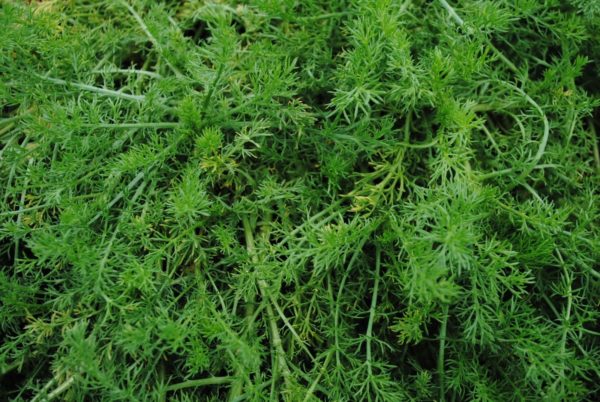 Pack x6 Chamomile Lawn 'Chamaemelum Nobile' Perennial Plug Plants Scented Lawn