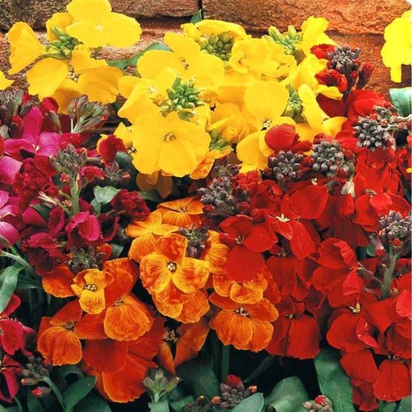 Pack x12 Wallflower 'Tom Thumb Mixed' Flowering Plug Plants Wallflowers