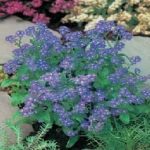 Pack Forget Me Not 'Blue' Flower Seed King's Quality Seeds