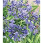 Pack X6 Blue Agapanthus Perennial Summer Flowering Plug Plants