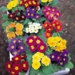 Pack Kings Seed Primrose 'Mardi Gras' Mixed Perennial Flower Seeds
