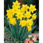 Value Pack 20 Daffodil Bulbs 'Dutch Master' WPC Prins Quality Spring Bulbs