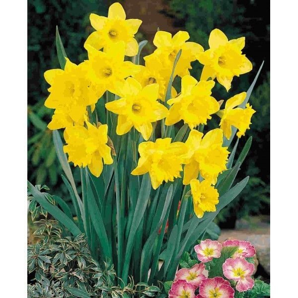 Value Pack 20 Daffodil Bulbs 'Dutch Master' WPC Prins Quality Spring Bulbs