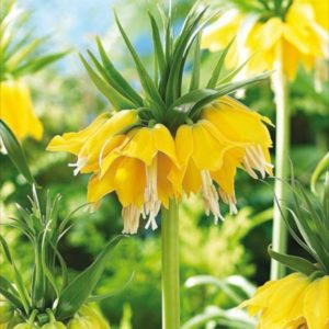 Fritillaria Imperialis 'Yellow' Garden Flowering Bulbs WPC Prins Spring Bulb x1