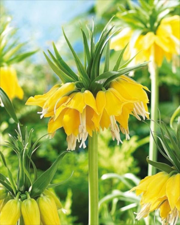 Fritillaria Imperialis 'Yellow' Garden Flowering Bulbs WPC Prins Spring Bulb x1