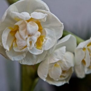 Pack 10 Daffodil Bulbs Narcissus 'Bridal Crown' WPC Prins Quality Spring Bulb