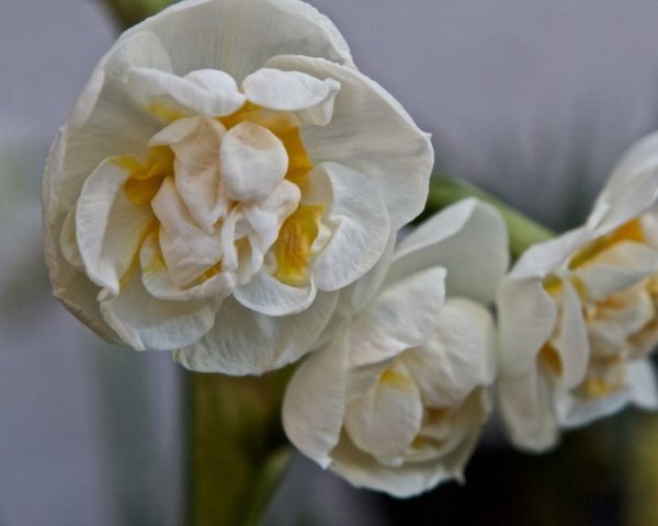 Pack 10 Daffodil Bulbs Narcissus 'Bridal Crown' WPC Prins Quality Spring Bulb