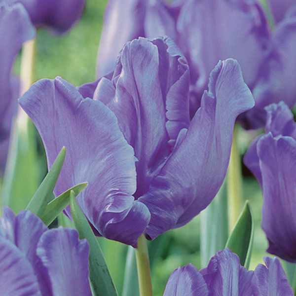 Parrot Tulip Bulbs 'Blue Parrot' WPC Prins Quality Spring Bulbs Pack 10
