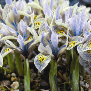 Pack 10 Dwarf Iris 'Katharine Hodgkin' Spring Flowering Bulbs