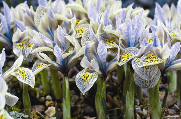 Pack 10 Dwarf Iris 'Katharine Hodgkin' Spring Flowering Bulbs