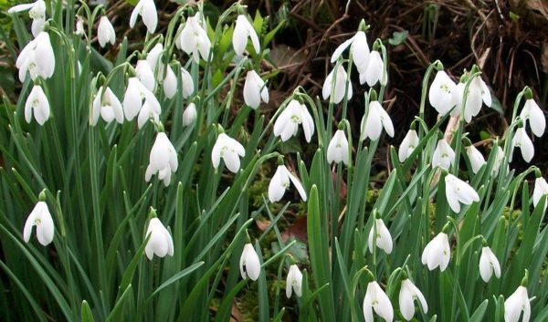 Pack 20 Snowdrop Bulbs 'Single White' WPC Prins Quality Spring Bulbs