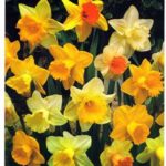 Daffodil Bulbs 'Singles Mixed' WPC Prins Quality Spring Bulbs Value Pack 15