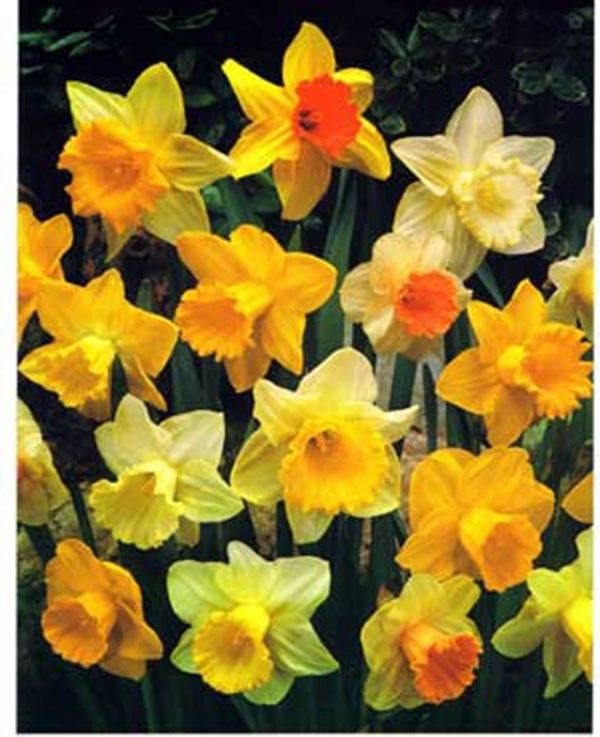 Daffodil Bulbs 'Singles Mixed' WPC Prins Quality Spring Bulbs Value Pack 15
