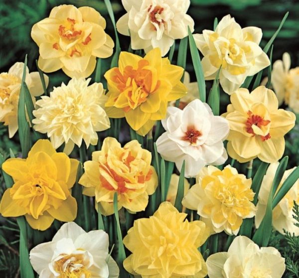 Value Pack 20 Daffodil Bulbs 'Doubles Mixed' WPC Prins Quality Spring Bulbs