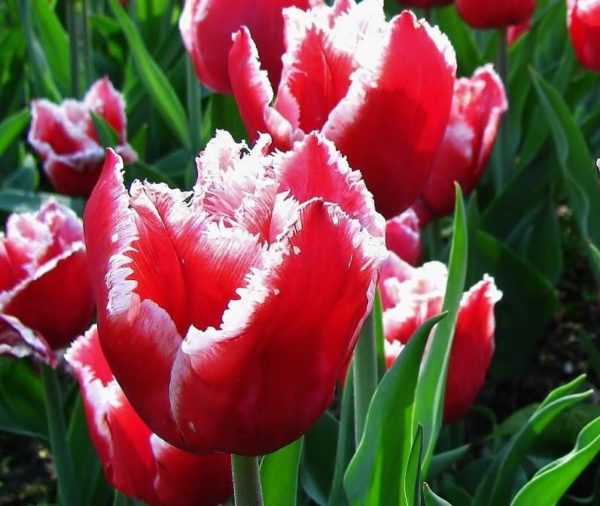 Pack 10 Fringed Tulip Bulbs 'Canasta' WPC Prins Quality Spring Bulbs