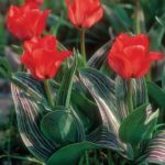 Pack 10 Dwarf Tulip Bulbs 'Red Riding Hood' Spring Bulbs