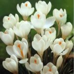 Crocus Bulbs White Quality Spring Bulbs Pack 15