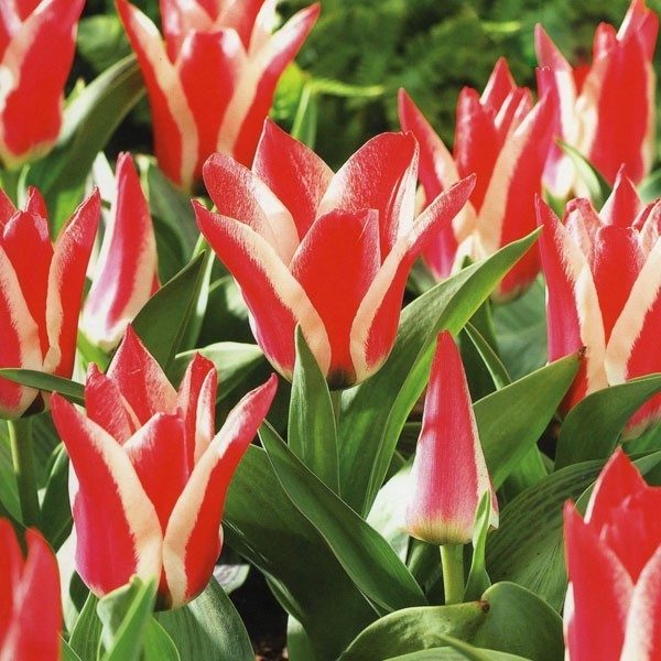 Pack 10 Dwarf Tulip Bulbs 'Pinocchio' WPC Prins Quality Spring Bulbs