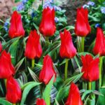 Pack 10 Dwarf Tulip Bulbs 'Red Riding Hood' Spring Bulbs