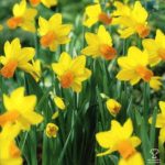 Pack 10 Species Narcissus Daffodil Bulbs 'Jetfire'