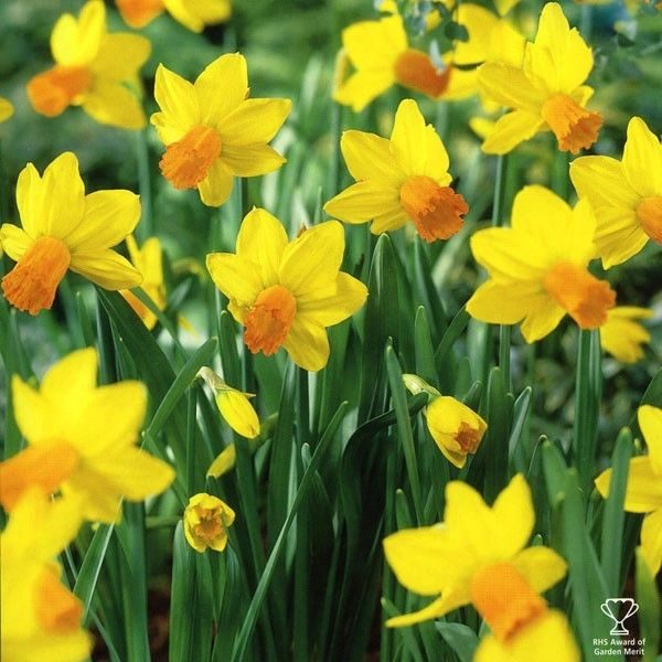 Pack 10 Species Narcissus Daffodil Bulbs 'Jetfire'