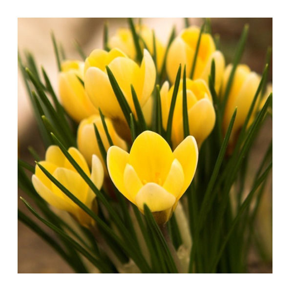 Crocus Bulbs 'Yellow'  WPC Prins Quality Spring Bulbs Pack 15
