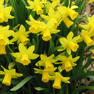 Narcissus Bulbs Dwarf  'Tete a Tete' WPC Prins Quality Spring Bulbs Pack 10